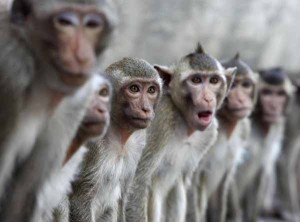 thai.macaque-monkeys-lopburi090819r600-300x222.jpg