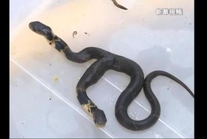Chinese-zoo-caring-for-newborn-two-headed-snake