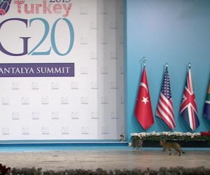 Stray-cats-crash-Turkeys-G20-summit