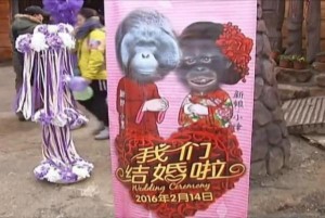 Chinese-zoo-hosts-Valentines-wedding-for-orangutans