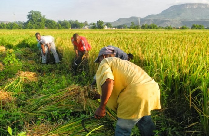 rice-farmers