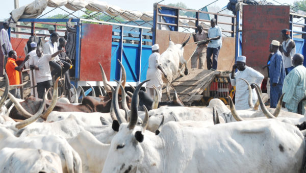 Bizarre !!!! Police arrest 200 cows in Adamawa State