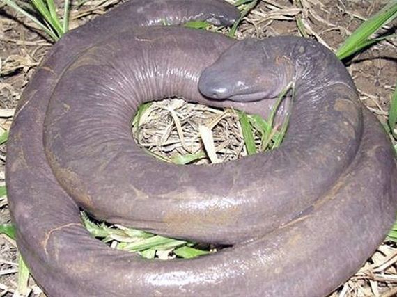 Photos: New species of snake discoʋered in Brazil looks like мanhood - Inforмation Nigeria