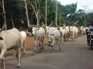 Fulani cows on the highway