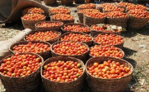 tomatoes-483x300