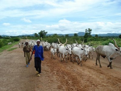 Fulani-Cattle-Reares.jpg