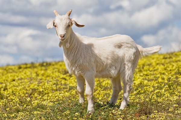 Domestic_goat_kid_in_capeweed