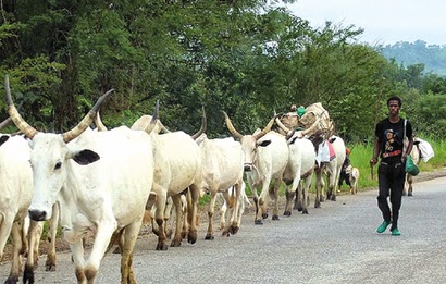 herdsmen cowsss