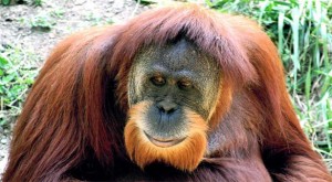 orangutan-ape-Argentine_12-22-2014_169418_l