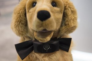 Bow-WOW-Smart-collar-for-dogs-beams-video-to-owners-phones
