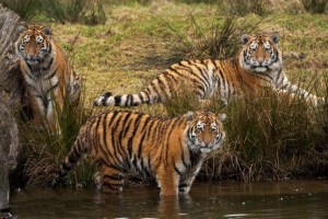 Chinese-man-gets-13-years-for-eating-three-tigers