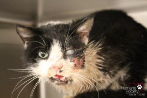 Night-of-the-living-cat-Feline-found-alive-five-days-after-being-buried