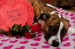 Survey-Valentines-revelers-to-spend-703-million-on-gifts-for-pets