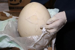 Italian-customs-officers-seize-rare-giant-egg