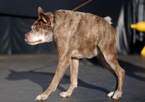 Quasi Modo, whom the owner claims has a back too short for its body, walks on the stage at The World's Ugliest Dog Competition in Petaluma, California on June 20, 2014. Peanut won the competition and was voted the world's ugliest dog.    AFP PHOTO / JOSH EDELSON        (Photo credit should read Josh Edelson/AFP/Getty Images)