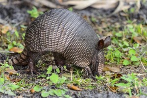 Texas-mans-bullet-bounced-off-armadillo-and-hit-him-in-the-head