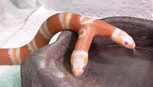 two-headed-albino-milk-snake-thrives