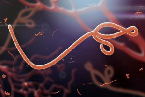 Ebola-persists-in-semen-for-up-to-nine-months
