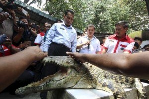 The head of the Indonesia's National Narcotics Board Budi Waseso (L) looks at a crocodile during a visit to a crocodile farm in Medan, North Sumatra, on November 11, 2015 in this photo taken by Antara Foto. REUTERS/Septianda Perdana/Antara Foto