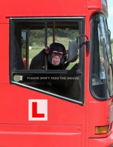 Joyriding-monkey-steals-bus-while-driver-sleeps-in-India
