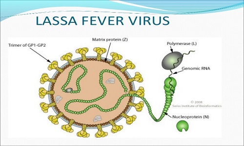 lassa-fever