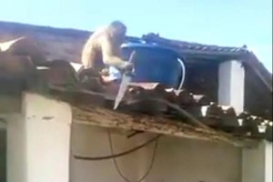 Drunk-monkey-armed-with-kitchen-knife-chases-bar-patrons