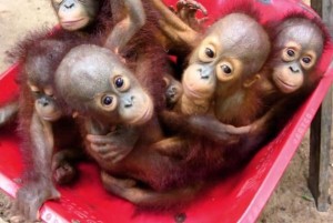 Orphaned-orangutan-babies-learn-survival-skills-at-Forest-School