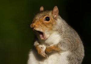 Squirrel-left-thousands-without-power-in-Tulsa
