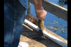 Texas-man-trains-backyard-water-snake-to-take-fish-from-his-hand
