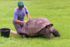 Giant-tortoise-gets-his-first-bath-in-184-years