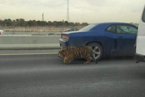 Tiger-wanders-in-highway-traffic-after-falling-from-truck-in-Qatar