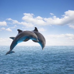 Wanted-5-dolphins-for-service-in-the-Russian-military