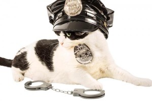UK-police-force-could-become-first-to-employ-cats
