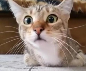 Cat-becomes-terrified-while-watching-scary-movie