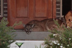 Mountain-lion-found-napping-on-Utah-couples-front-porch