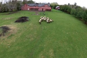 Quebec-man-uses-drone-to-herd-sheep-from-field-to-barn