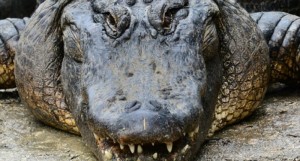 alligators-Shutterstock-800x430-800x430