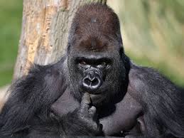 Just like Benue Jamb snake, Gorilla swallows N6.8 million in the Kano Zoo