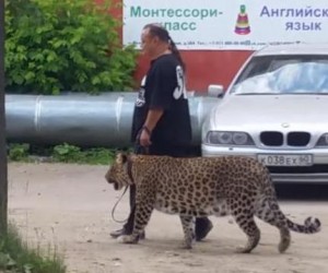 Man-takes-leopard-for-casual-walk-on-Russian-street