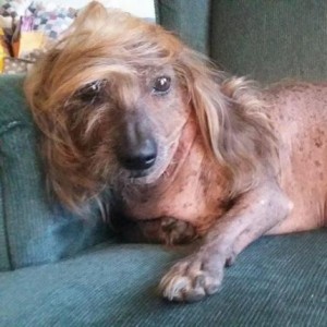 Odd-looking-canines-gather-for-Worlds-Ugliest-Dog-Contest
