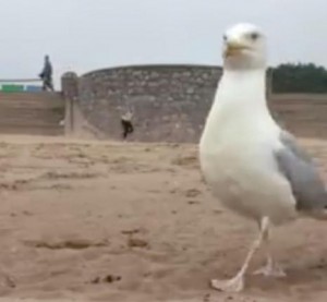 Thieving-seagull-snatches-womans-iPhone-at-a-beach-in-the-UK