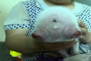 Two-faced-pig-born-on-Chinese-farm