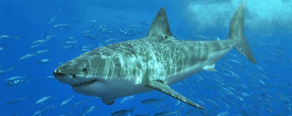 great-white-shark-featured