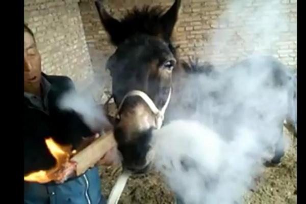 Donkey-smokes-giant-cigarette-held-by-owner.jpg