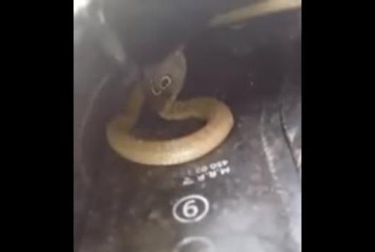 Man-finds-baby-cobra-hiding-in-his-shoe