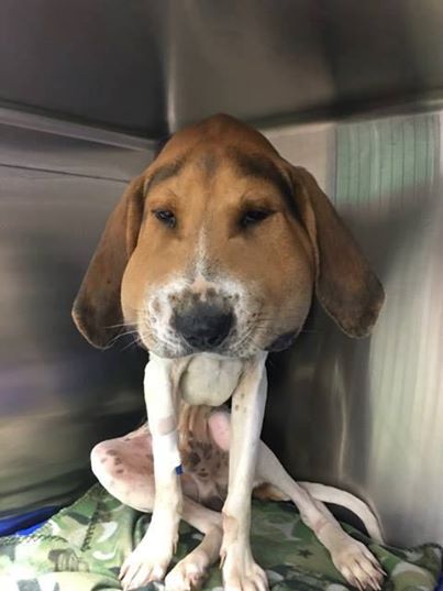 dog-with-swollen-head-caused-by-snake-bite