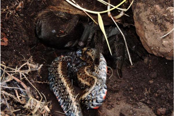 tarantula-eats-snake-in-first-documented-case-in-nature