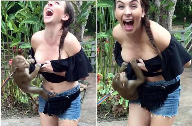 A monkey left a tourist embarrassed after pulling down her top and exposing...