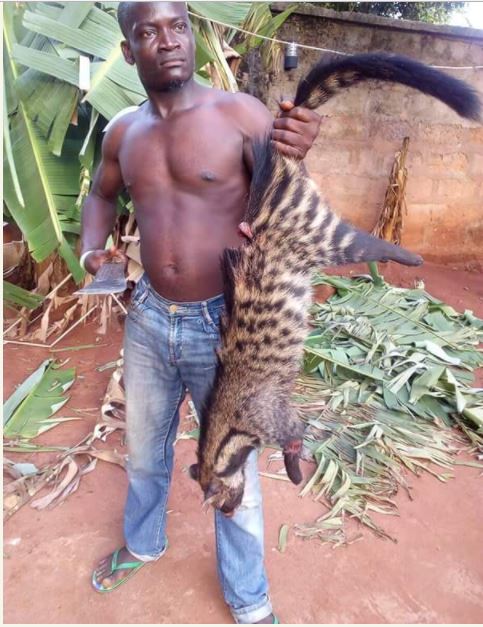 See The Strange Animal Killed By A Gallant Hunter In The South-east  (Photos) - Information Nigeria