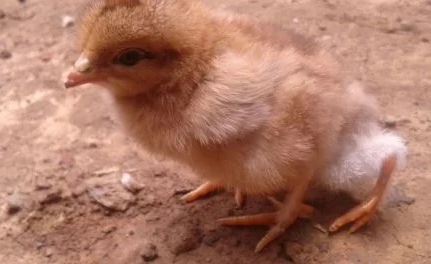 Four legged chick